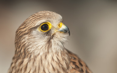 common kestrel with closed beak background light colors