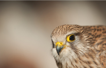 common kestrel with light colors background