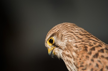 common kestrel with dark background