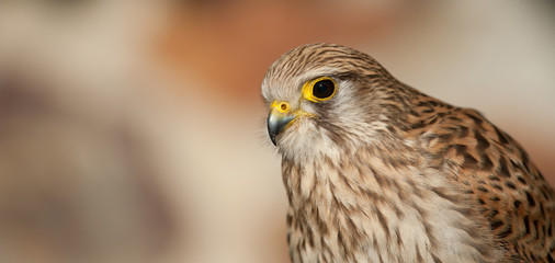 common kestrel with white background and soft orange and brown tones