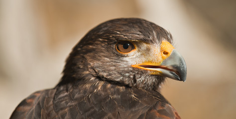 harris eagle close-up beak brown eyes light brown background
