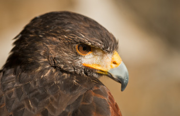 harris eagle close-up beak brown eyes light brown background