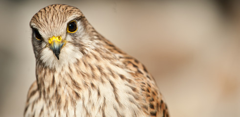 Common Kestrel closed beak background light brown closed wings