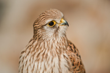 Common Kestrel closed beak background light green and green colors