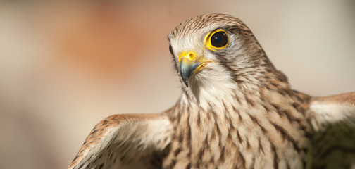 Common Kestrel closed beak background light brown open wings