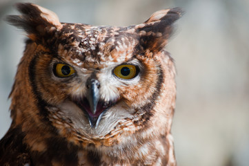 African owl close-up ears raised open beak eyes aggressive look