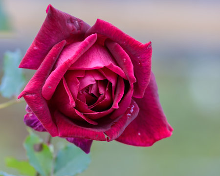 150 Best 春薔薇 Images Stock Photos Vectors Adobe Stock
