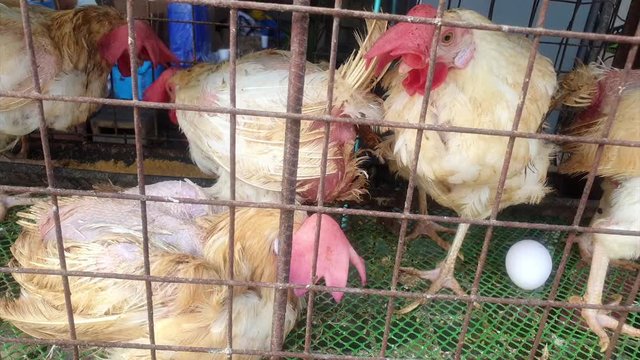 matured, overage chickens inside cage up for sale