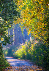 forest trail in deciduous forest with colourful autumn leaves in Indian Summer, Heidelberg,...