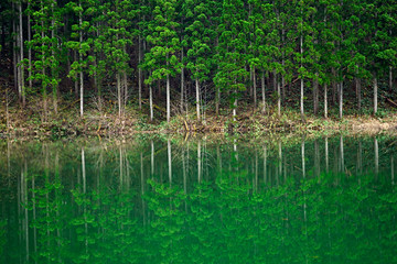 湖に映る新緑の木、湖面の映るパターン