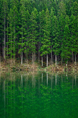 湖に映る新緑の木、湖面の映るパターン