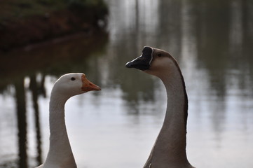 Two Geese In Profile