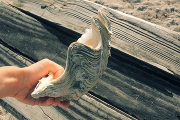 Kids leisure activities on beach.Children's sea trophies on vacation. Child hand and beached half...