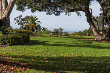 palm trees in the park