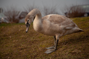 pato