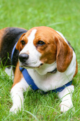 Purebred pedigree Beagle dog lying down on the lawn