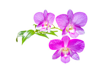 Beautiful purple orchid flower in the garden , Isolated on white backgrouns