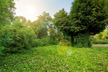 green plants in a park with green trees and a glade in ivy leaves with a sun flare on the sky, nobody in the garden.
