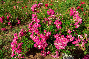 flowerbed with spray rose with pink buds on a sunny summer day.