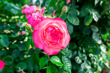 pink bud of a blooming rose with green leaves, close up.