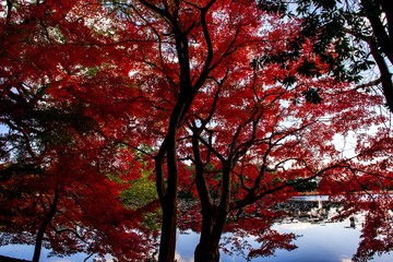 薦神社の紅葉