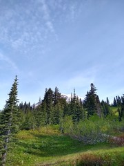 spring field and trees