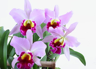 Pink and violet orchid Cattleya on white background