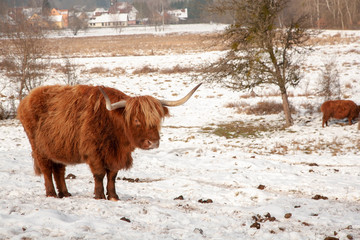 paisagem de animais na neve