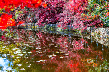 薦神社の紅葉