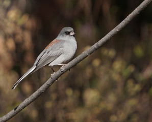 Close up of a beautiful Dark Eyed Junco bird sitting quietly on a tree branch.