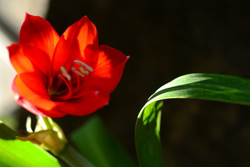 red rose in the garden, natural flowers