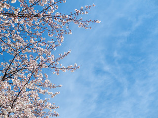 青空の下、満開の桜