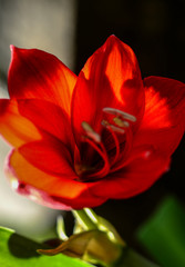 Fototapeta na wymiar red tulip on black background