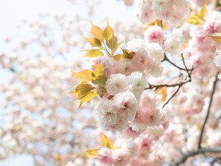 青空の下、満開の桜（八重桜）