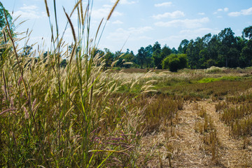 Naklejka premium Flower grass. That occurred in the fields of farmers.Seen in Southeast Asia.