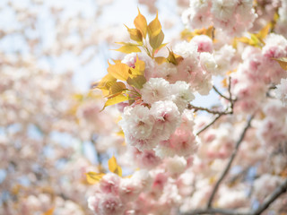 青空の下、満開の桜（八重桜）