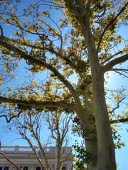 tree against blue sky