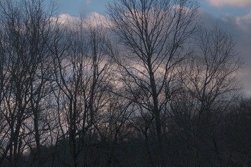 Fototapeta na wymiar winter trees at sundown