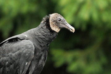 portrait of a vulture
