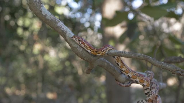 Corn Snake (Pantherophis guttatus)