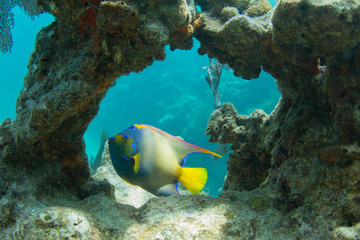 Queen Angelfish through Coral Arch