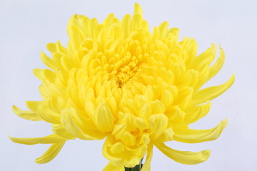 Yellow chrysanthemum on white background