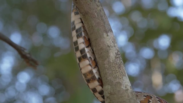 Corn Snake (Pantherophis guttatus)