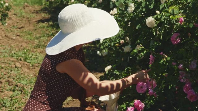 Woman in big hat  picking fresh pink rose petals  for perfumes, rose oil and water hydrosol in Rose Valley during spring time. Rosa damascena, Damask rose. Selective focus.  