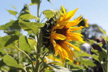 sunflower in the garden