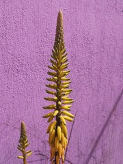 flor de sábila
