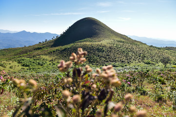 Thailand - Doi Pui Luang - Mae Ngao National Park - Flowering landscape and the summit point in the background.
