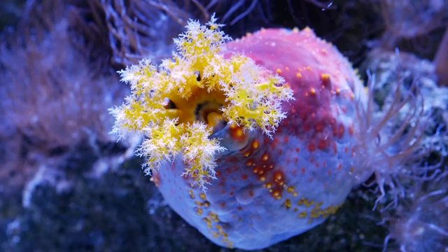 Colorful and round sea cucumber (sea apple)