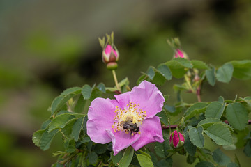 Obraz premium small bee on wild old fashioned roses in late spring