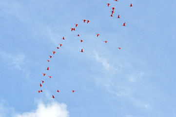 balloons in the sky